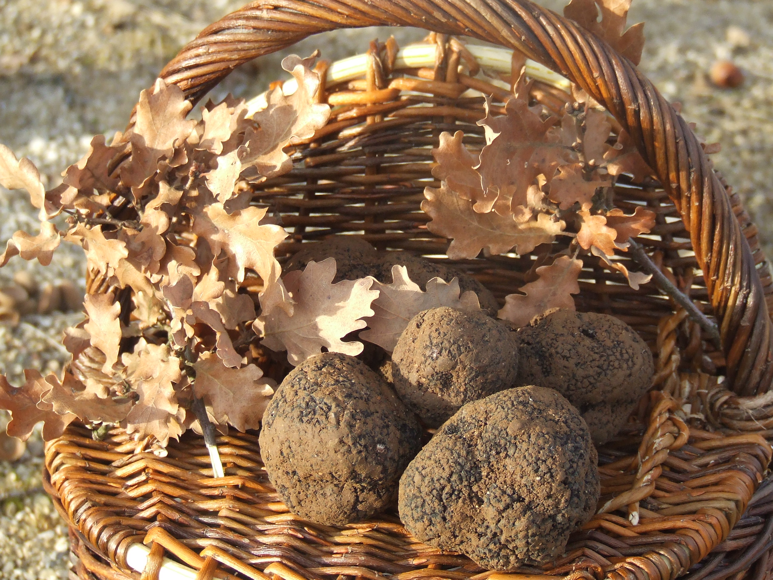 Restaurant La Ferme de la Truffe, Cuzance - photo 4