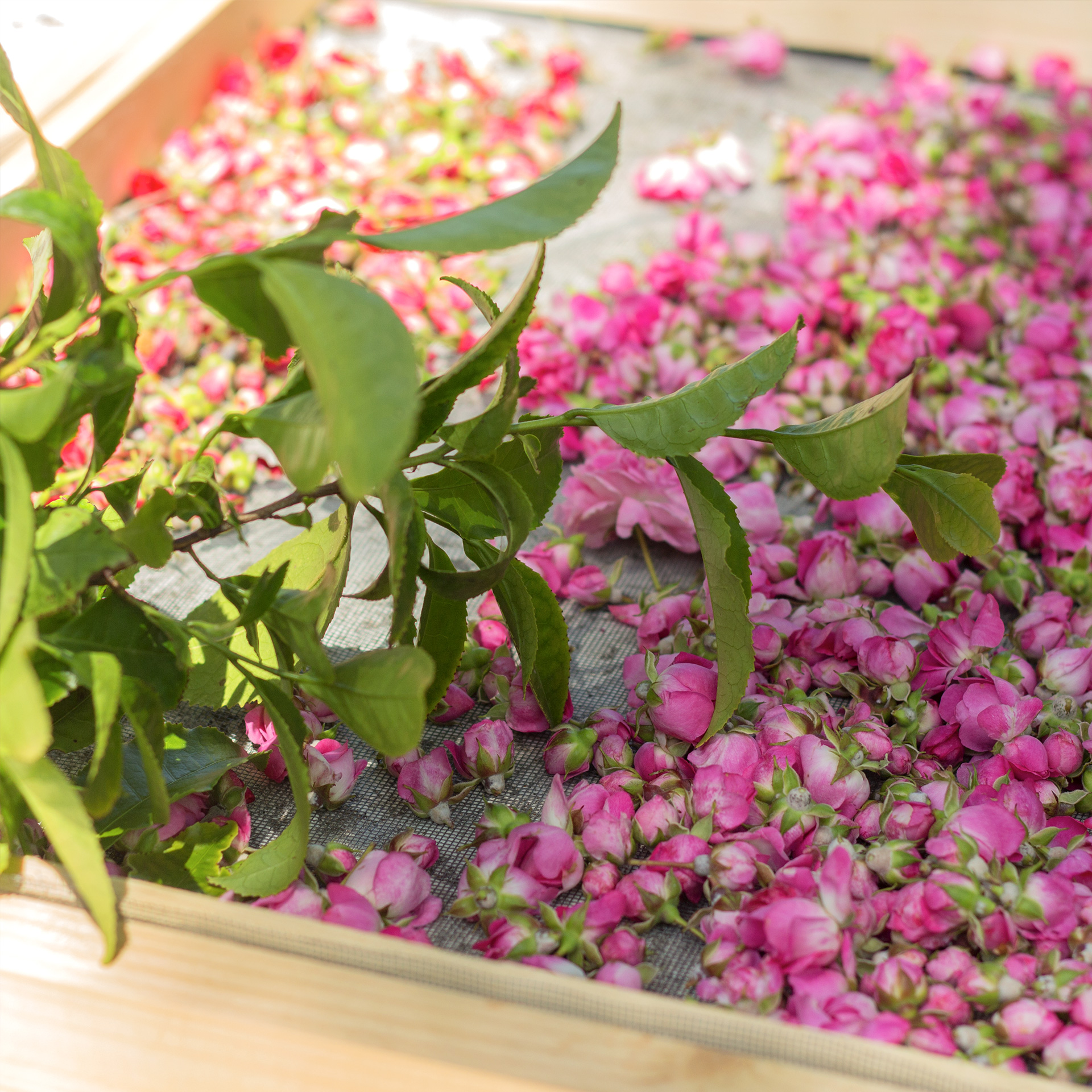Le Jardin Secret de Muriel