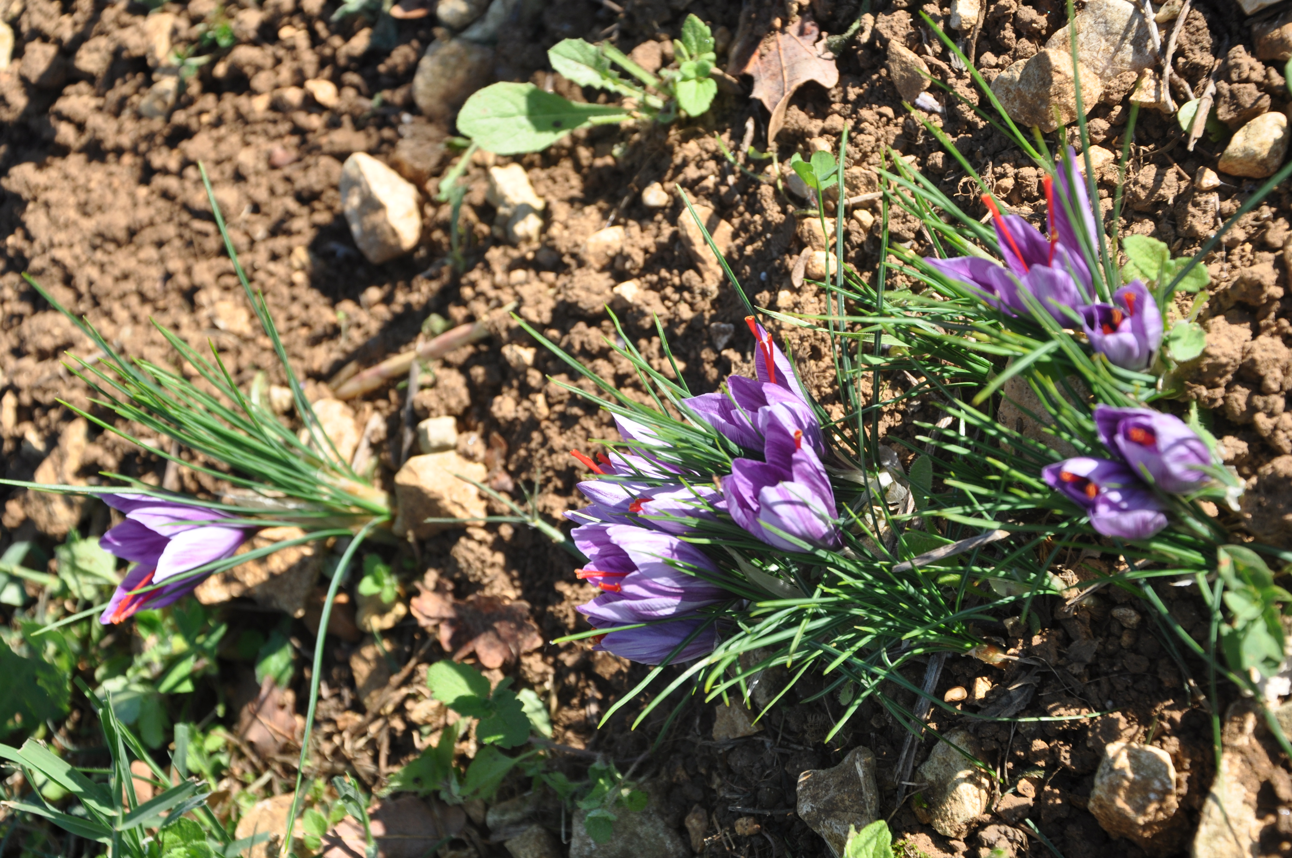 La Grange Tabic Taboc, Saint-Cirq-Lapopie - photo 3