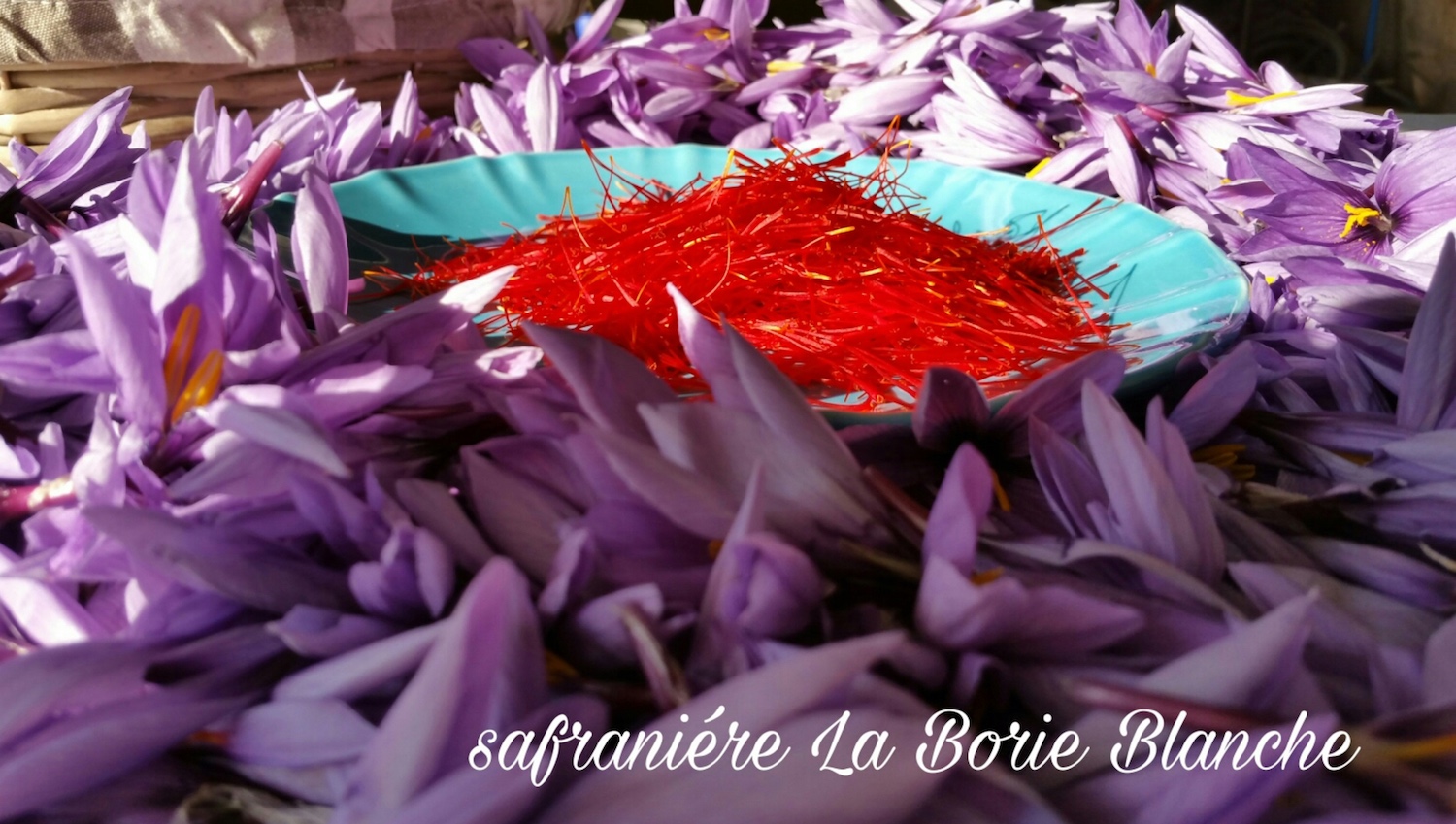 Safranière La Borie Blanche