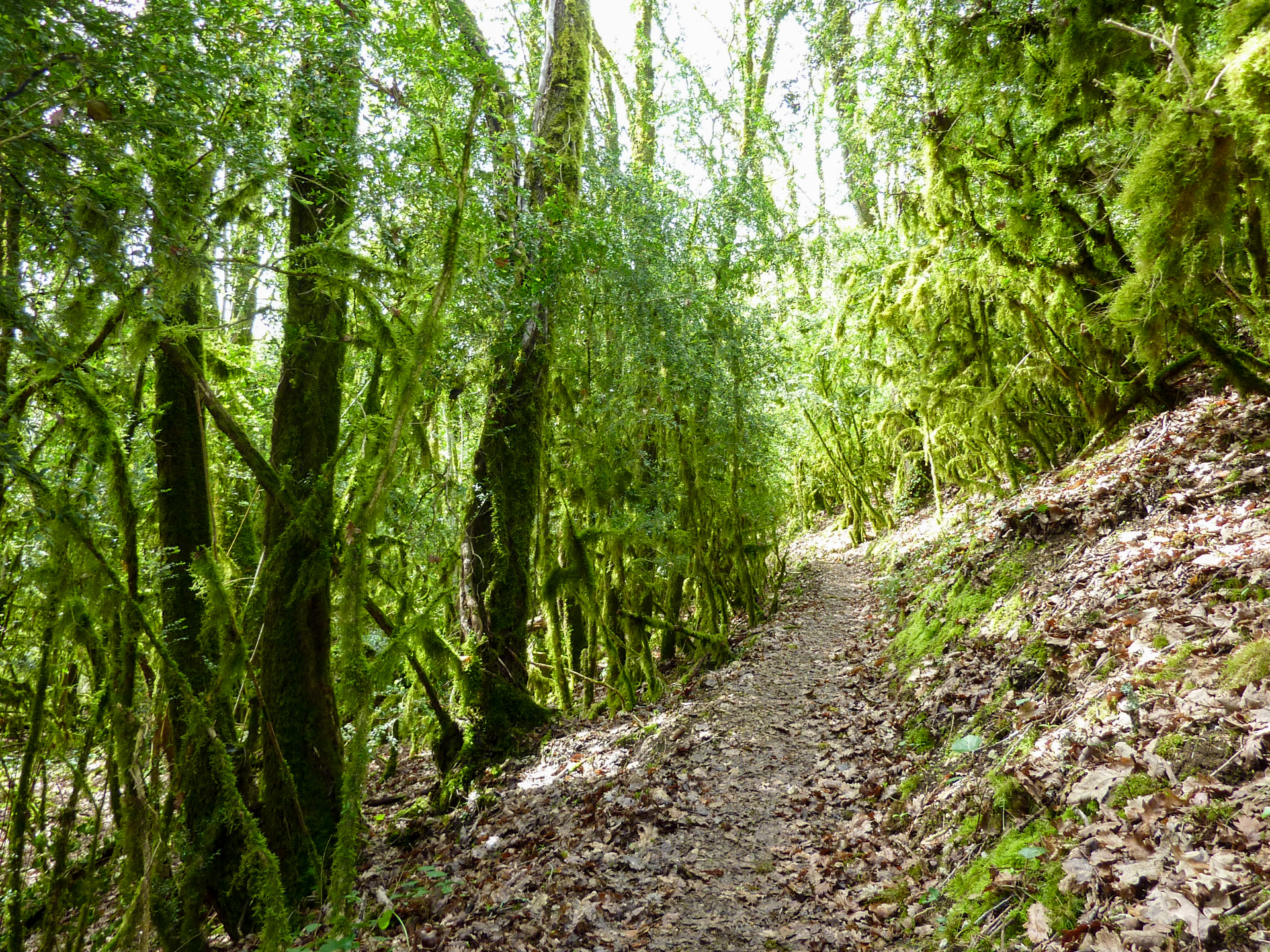 Saint-Sozy - Genévriers & mousses © Lot Tourisme - C. Sanchez