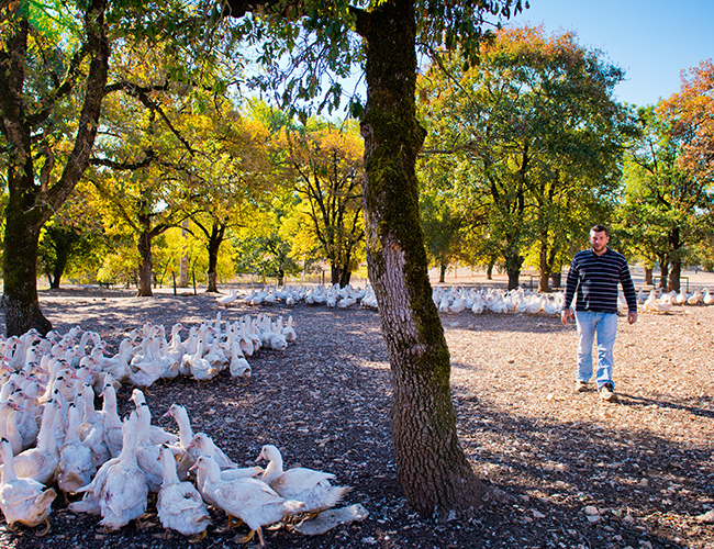La Quercynoise - Rocamadour