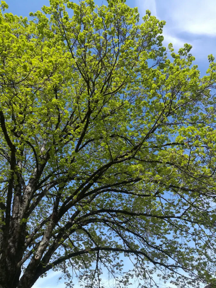 Conférence sur les arbres sauvages comestibles