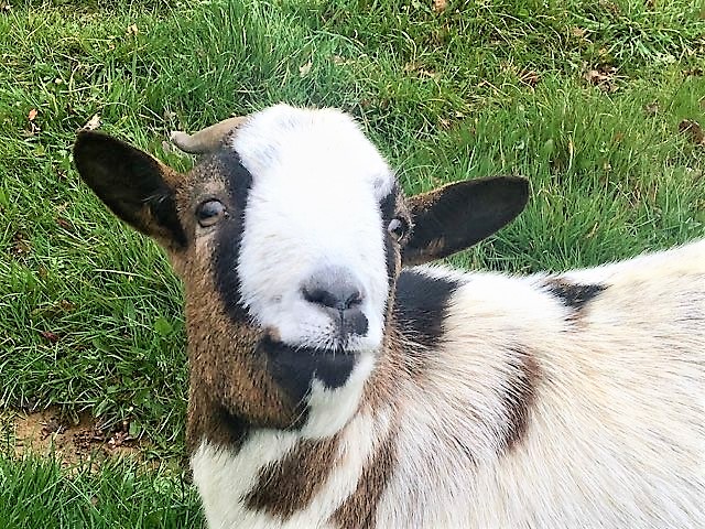 Le Castelat de Julienna - Le Pigeonnier, Gourdon - photo 7