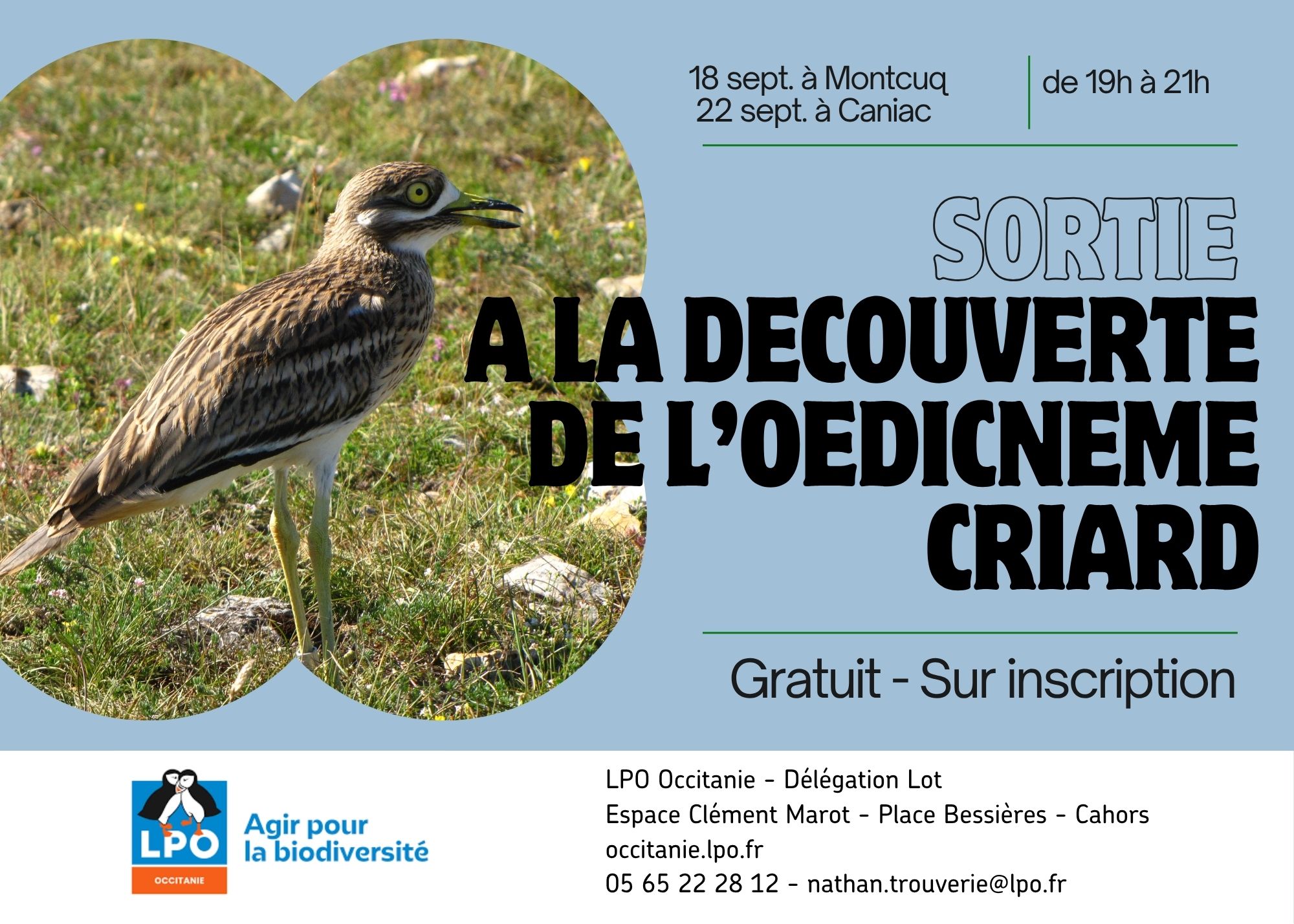 Animation de la LPO : sortie œdicnème criard