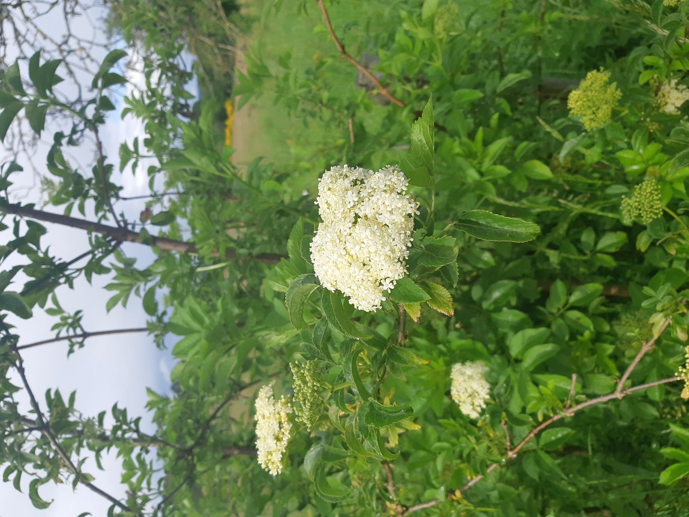 Balade-découverte "Du bon usage des plantes sauvages"  au lac du Tolerme, Sénaillac-Latronquière - photo 3