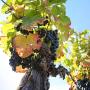 Terroirs de la vallée - Jérôme Morel