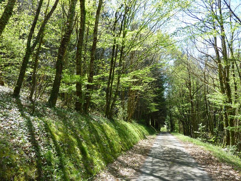 Tillet - Passage dans les sous-bois_11 © Lot Tourisme - C. Sanchez