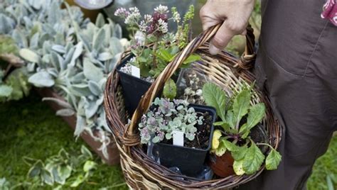 Vide-greniers et troc aux plantes à Latouille-Lentillac