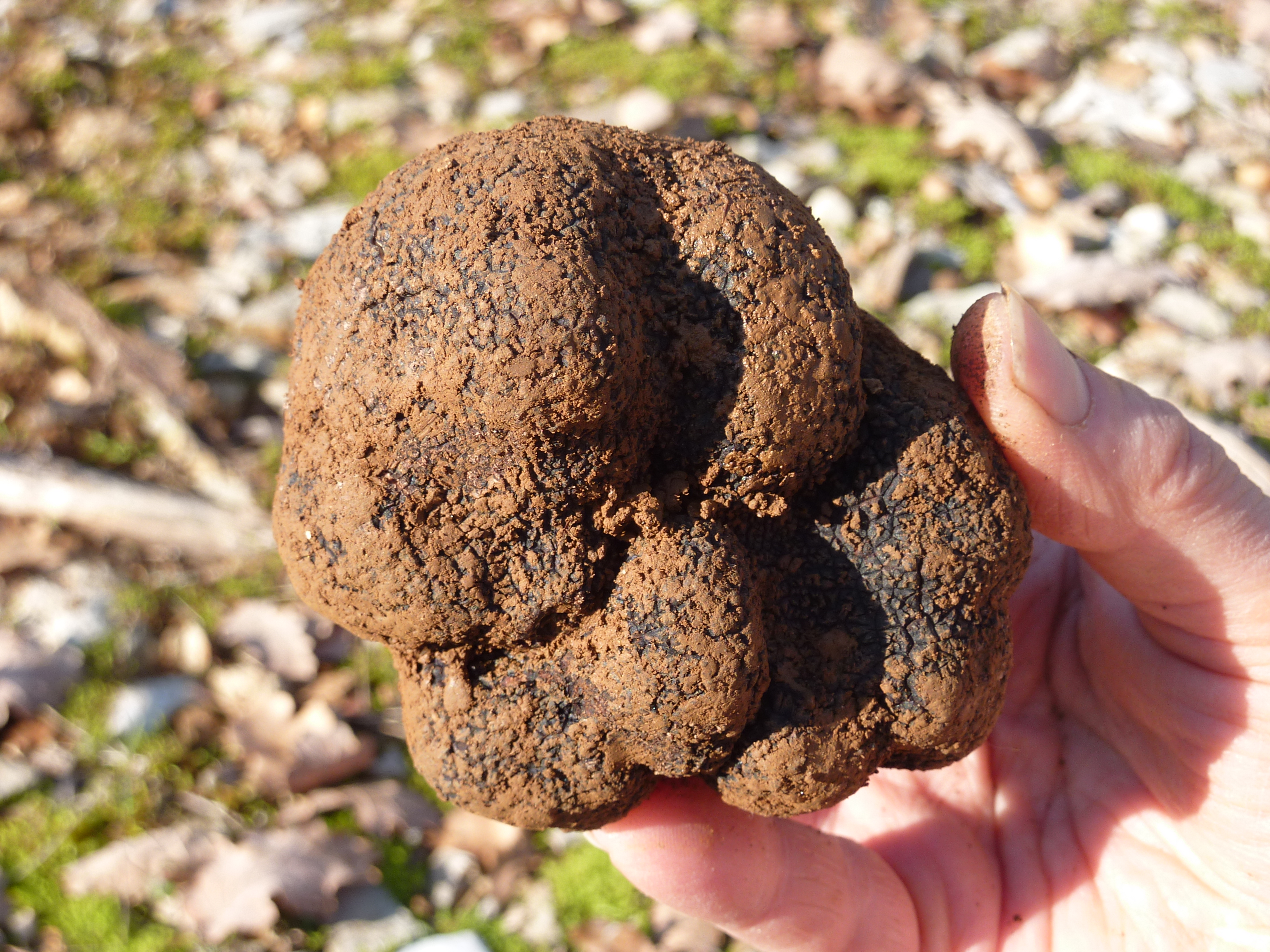 Truffes Passion
