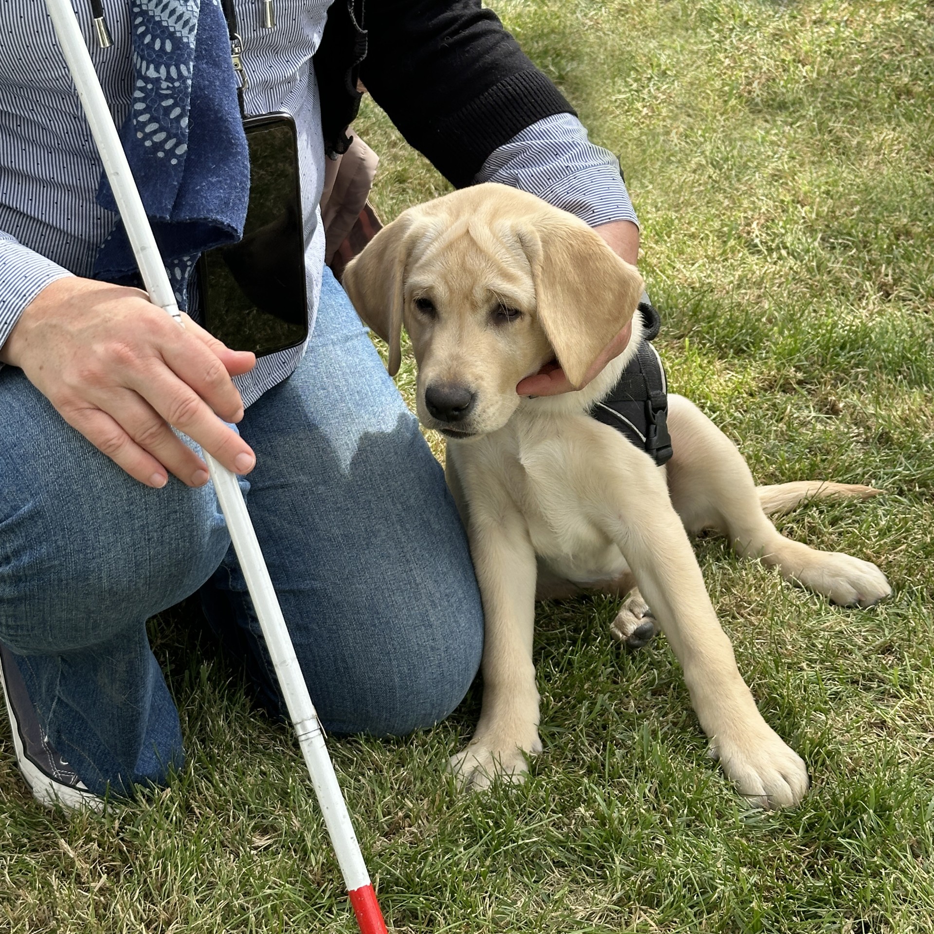Opération 30 000 Pommes pour un chien Guide d'Aveugle