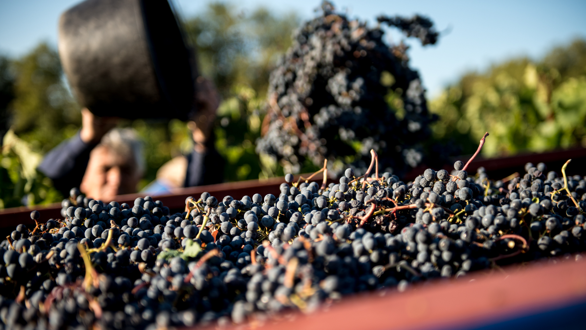 Lot of Saveurs : La guinguette des vignerons, Cahors - photo 3