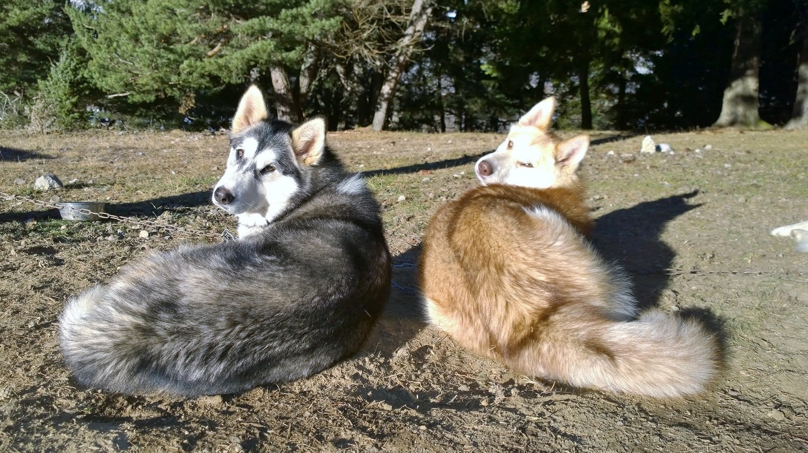 Terre Inukshuk - Cani-Randonnée et visite de Chenil, Laburgade - photo 14