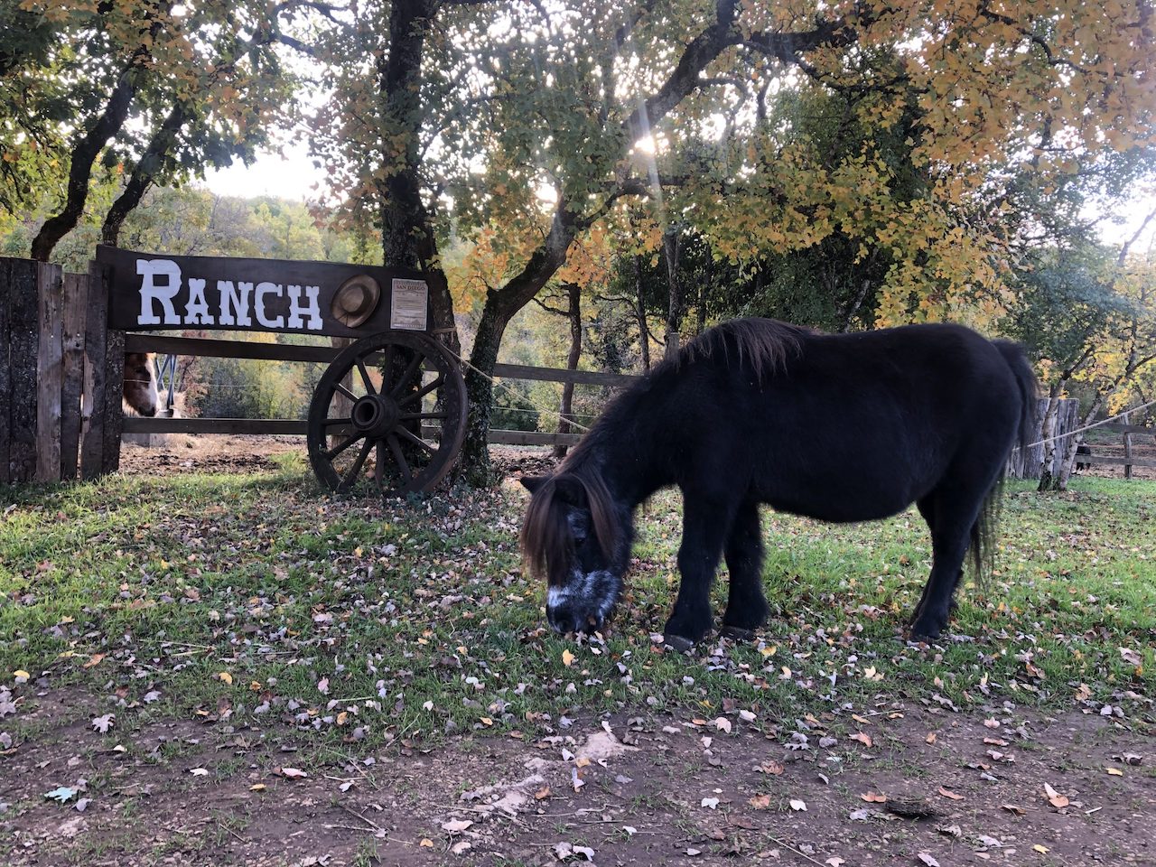 Balades à Poney et goûter au coin du feu