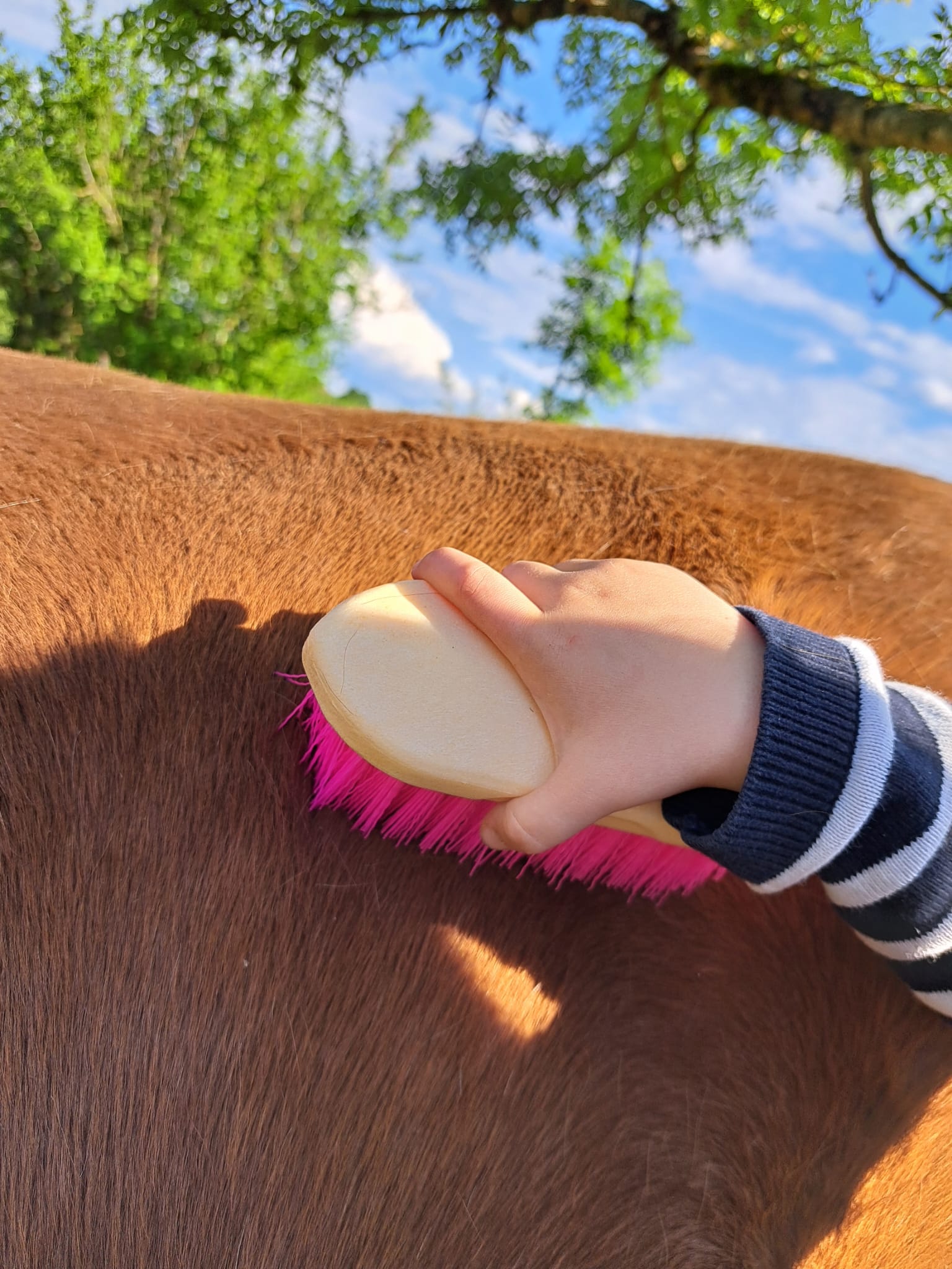 Aequita-vie, Caniac-du-Causse - photo 8