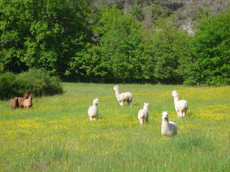 Camping à la Ferme des Alpagas du Quercy, Frayssinet - photo 10