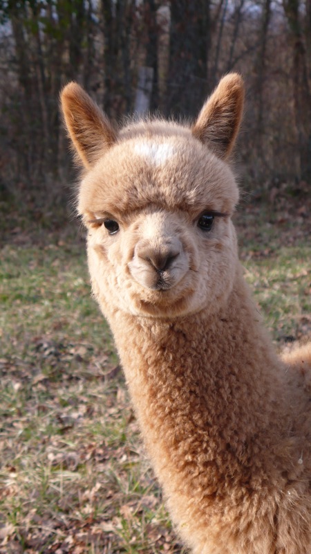 Camping à la Ferme des Alpagas du Quercy, Frayssinet - photo 11