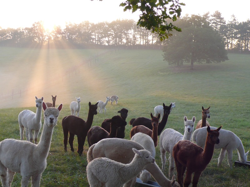 Camping à la Ferme des Alpagas du Quercy, Frayssinet - photo 12