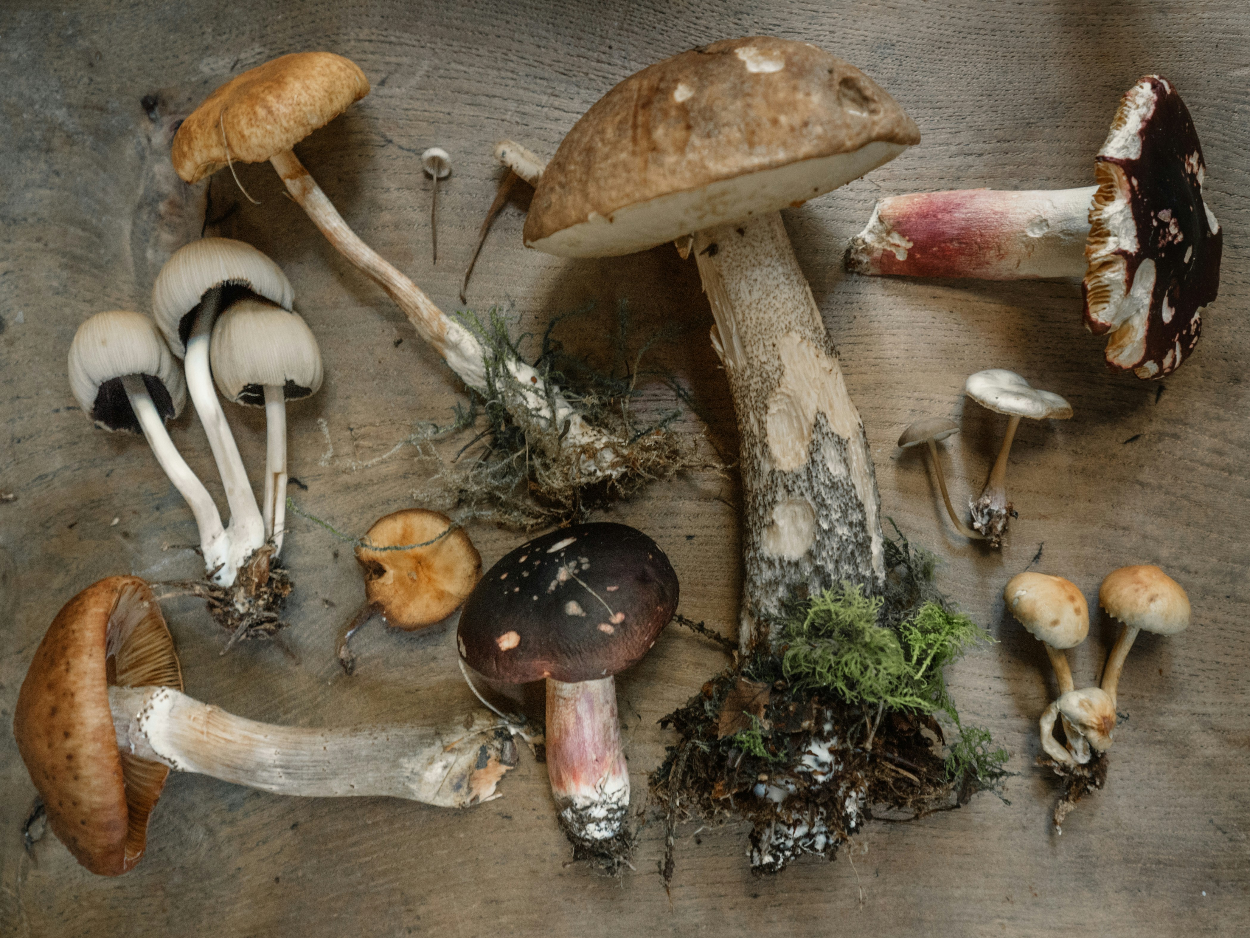 Journée mycologique