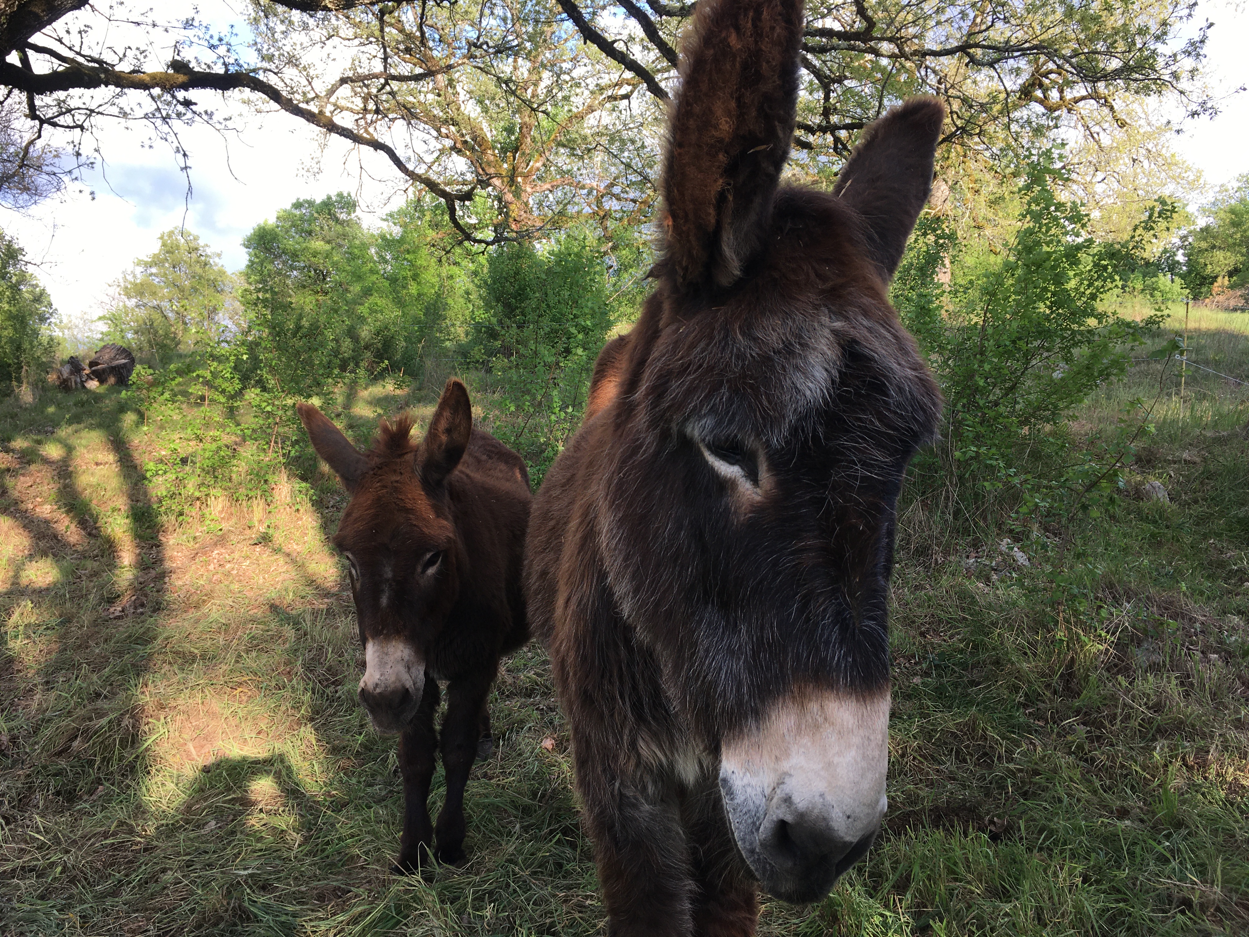 Le Mas Des 3 Ânes - Gite Lapopie, Blars - photo 7