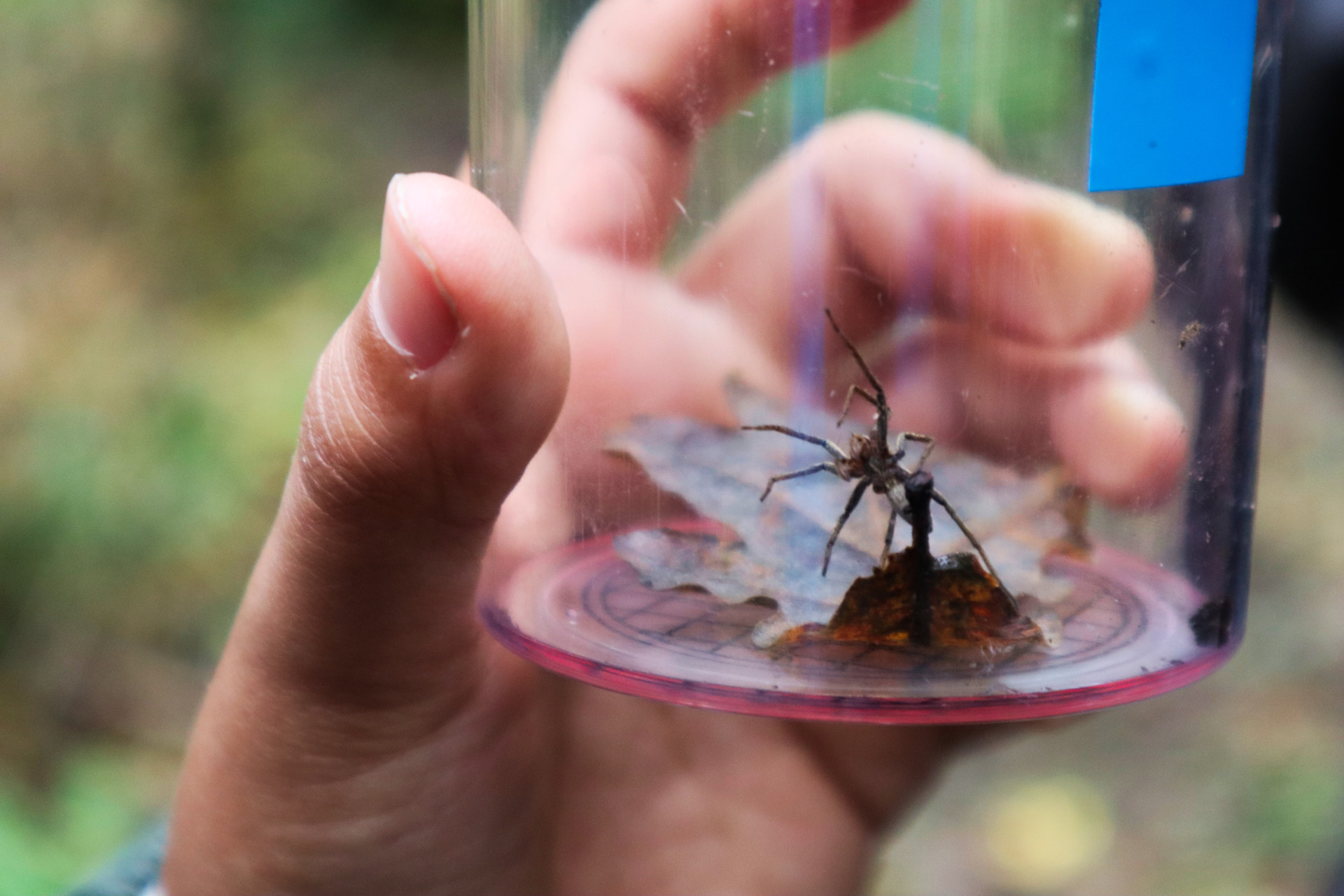 A la recherche des petites bêtes de la litière