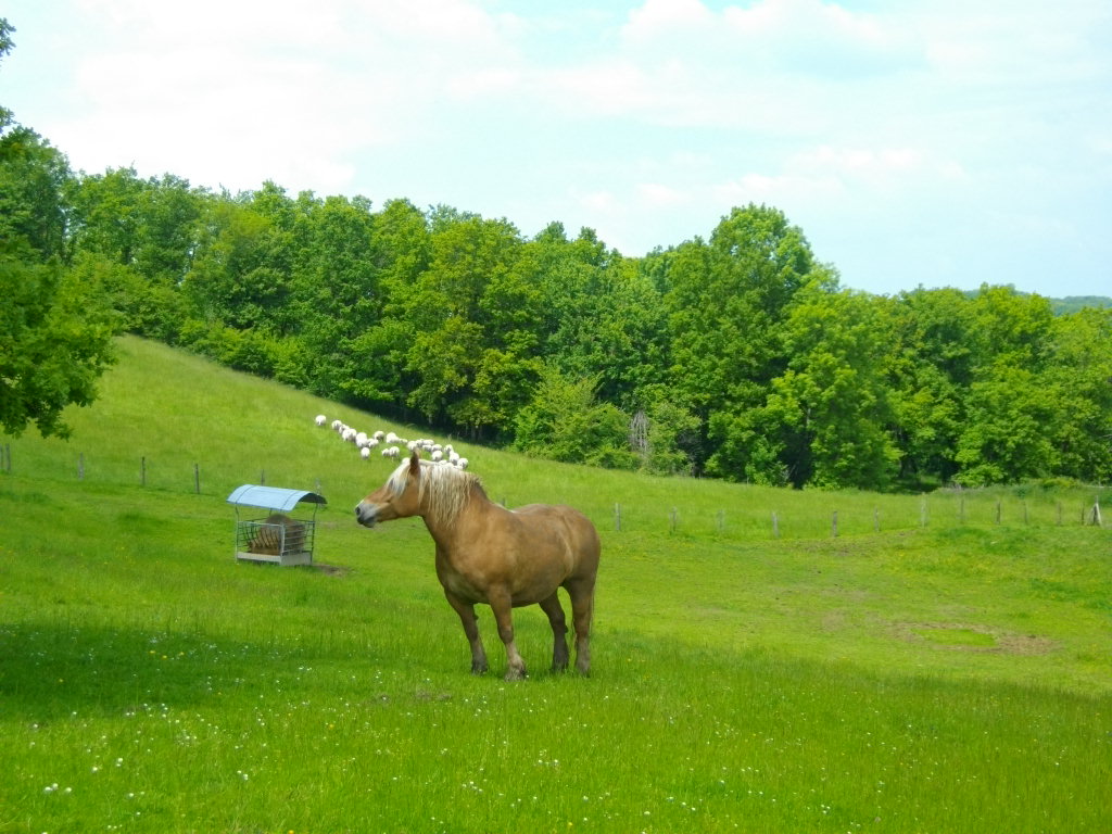 Le Palat, Thémines - photo 3