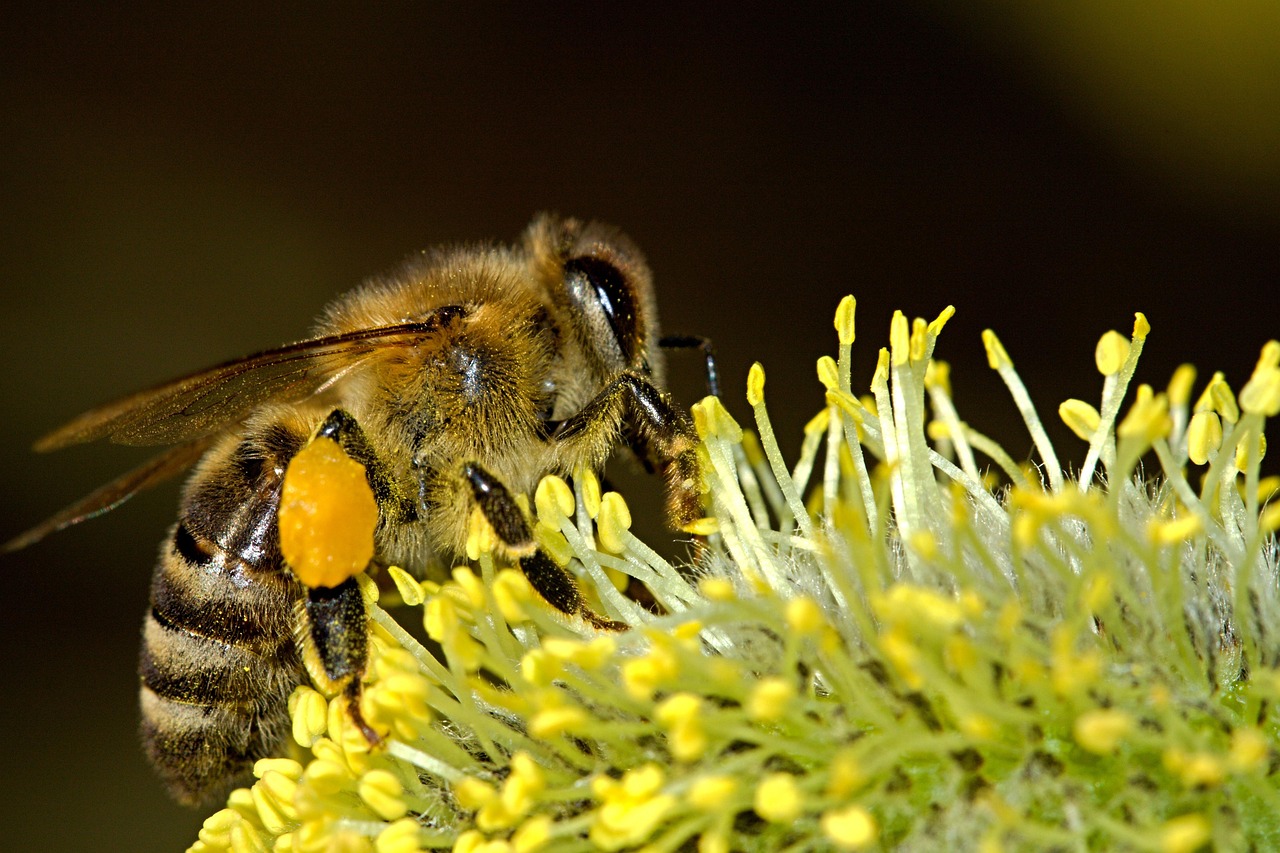 Conférence - Débat : ''Mieux connaître l'abeille, la ruche et l'apiculture''