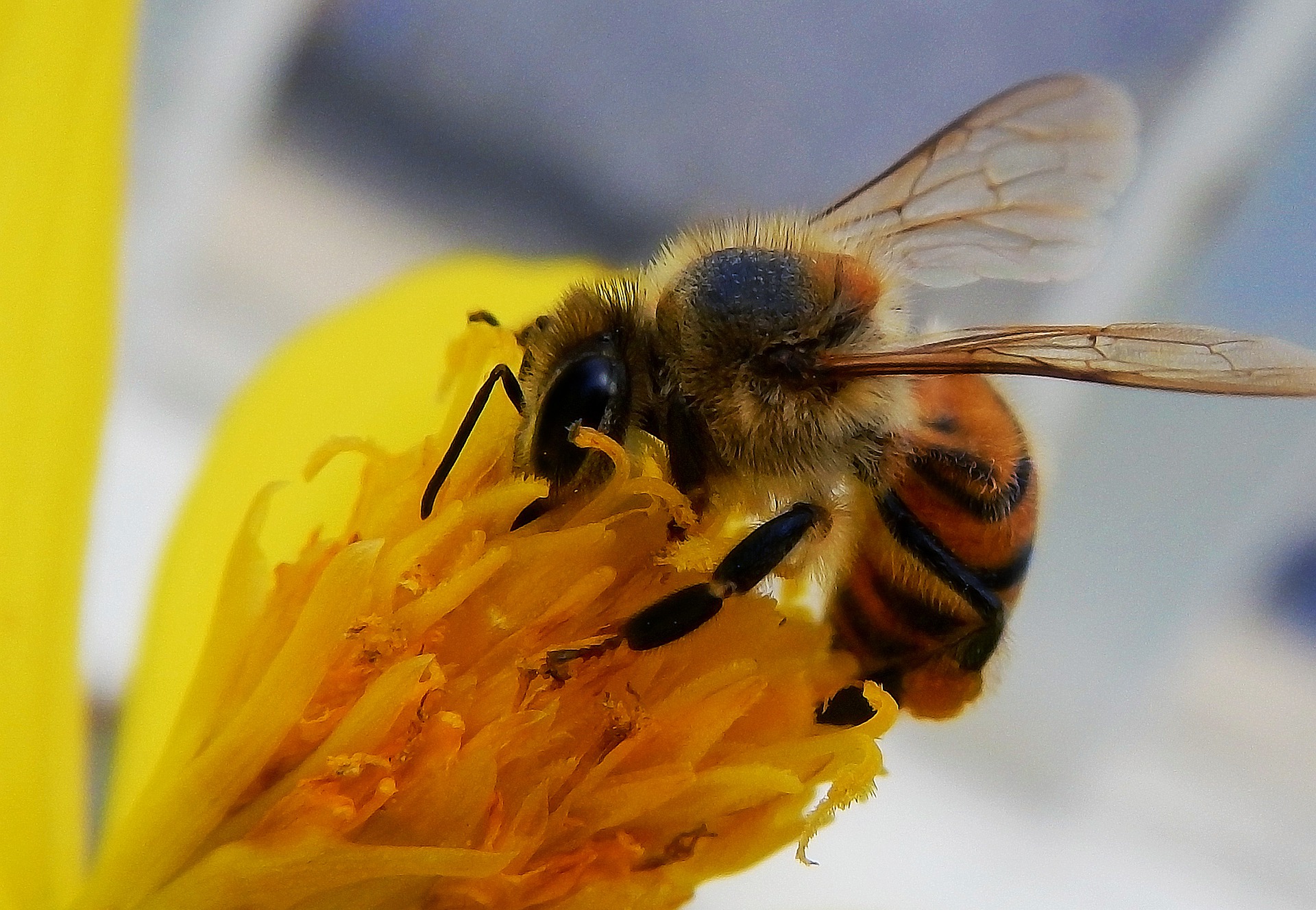 Fête de l'Abeille