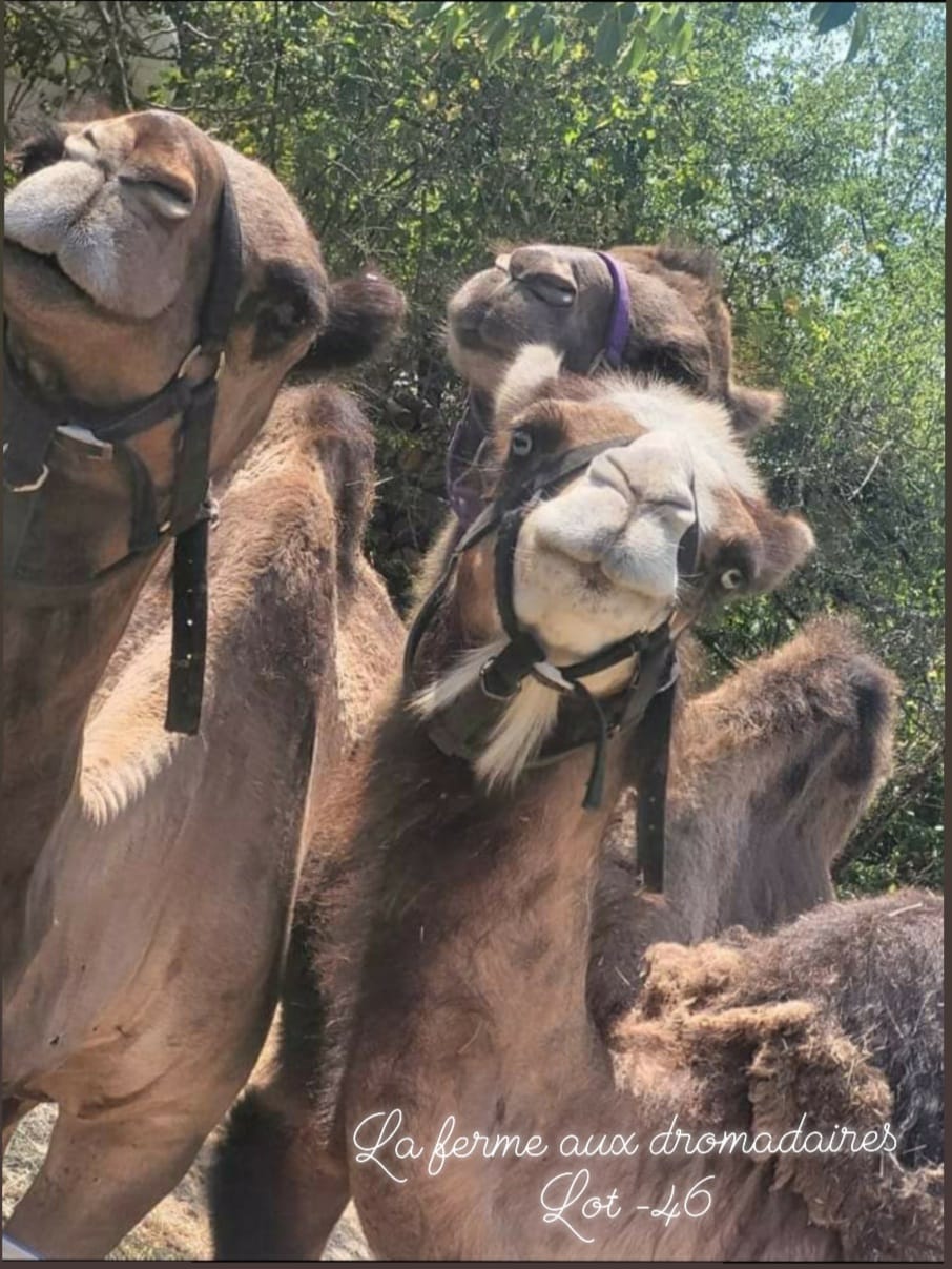 Fermes en fête au Camel Ranch