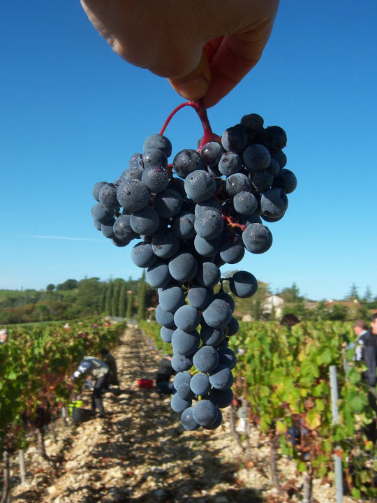 Domaine Campoy — photo 2