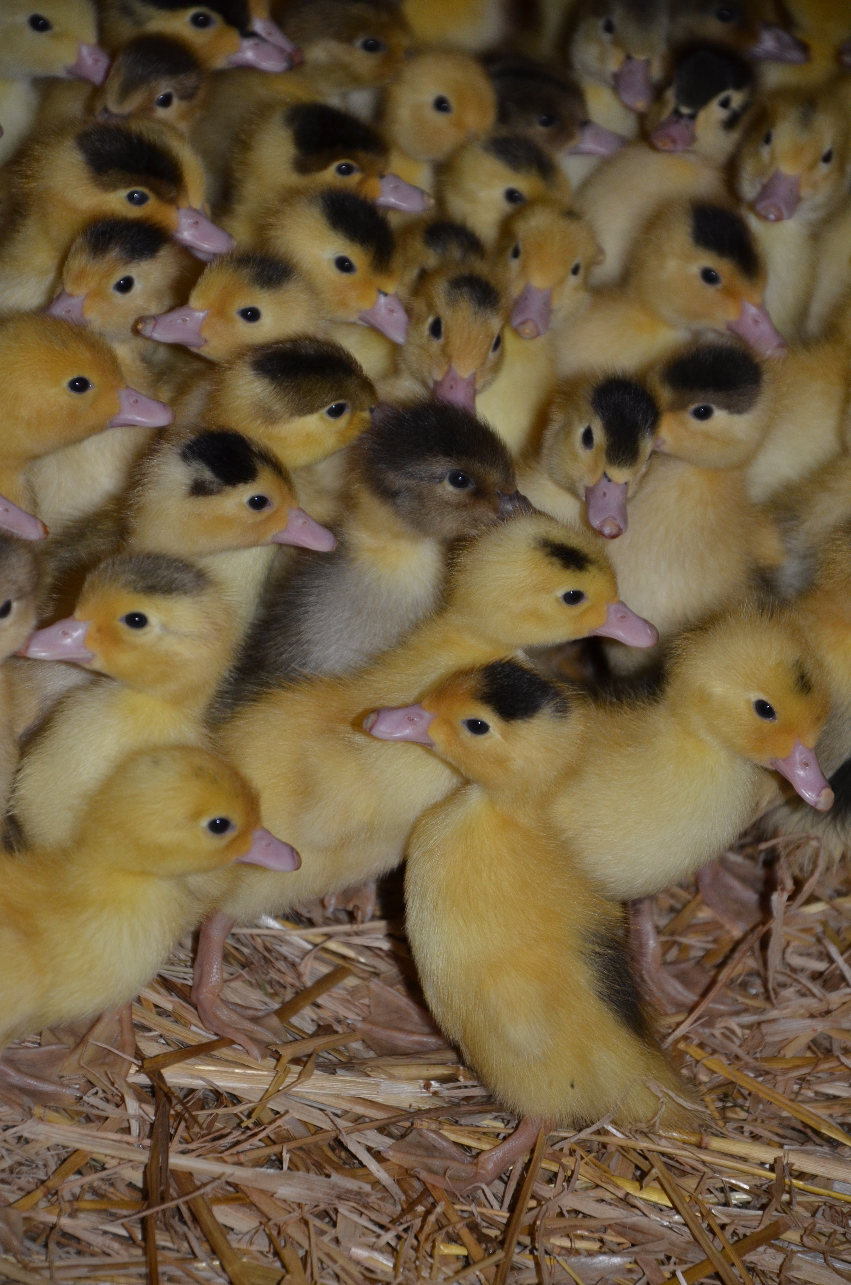Ferme de Peyreches — photo 2