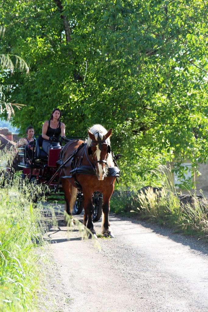 Les Calèches de Céline, Bétaille - photo 4
