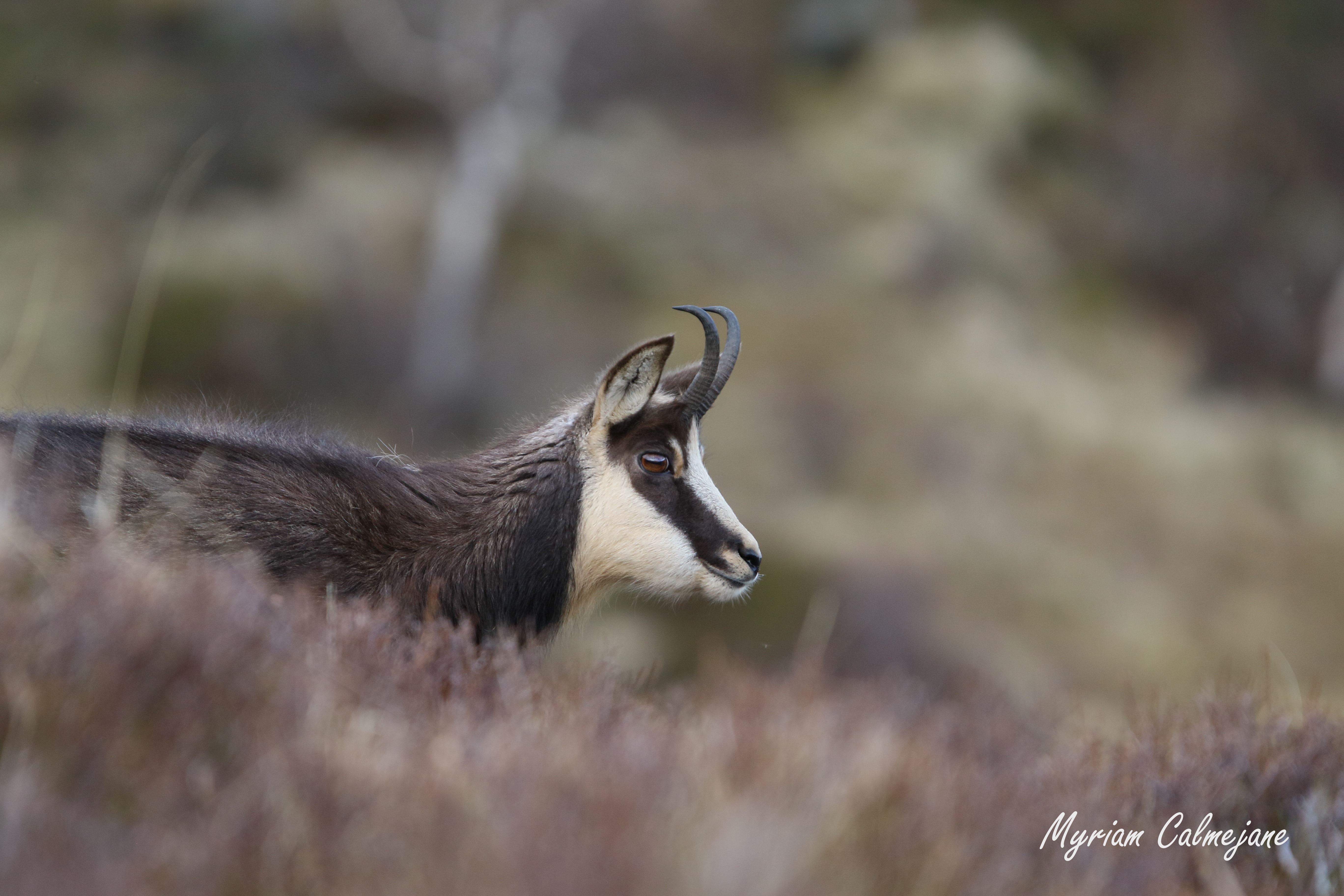 My Pause Nature, Montet-et-Bouxal - photo 8