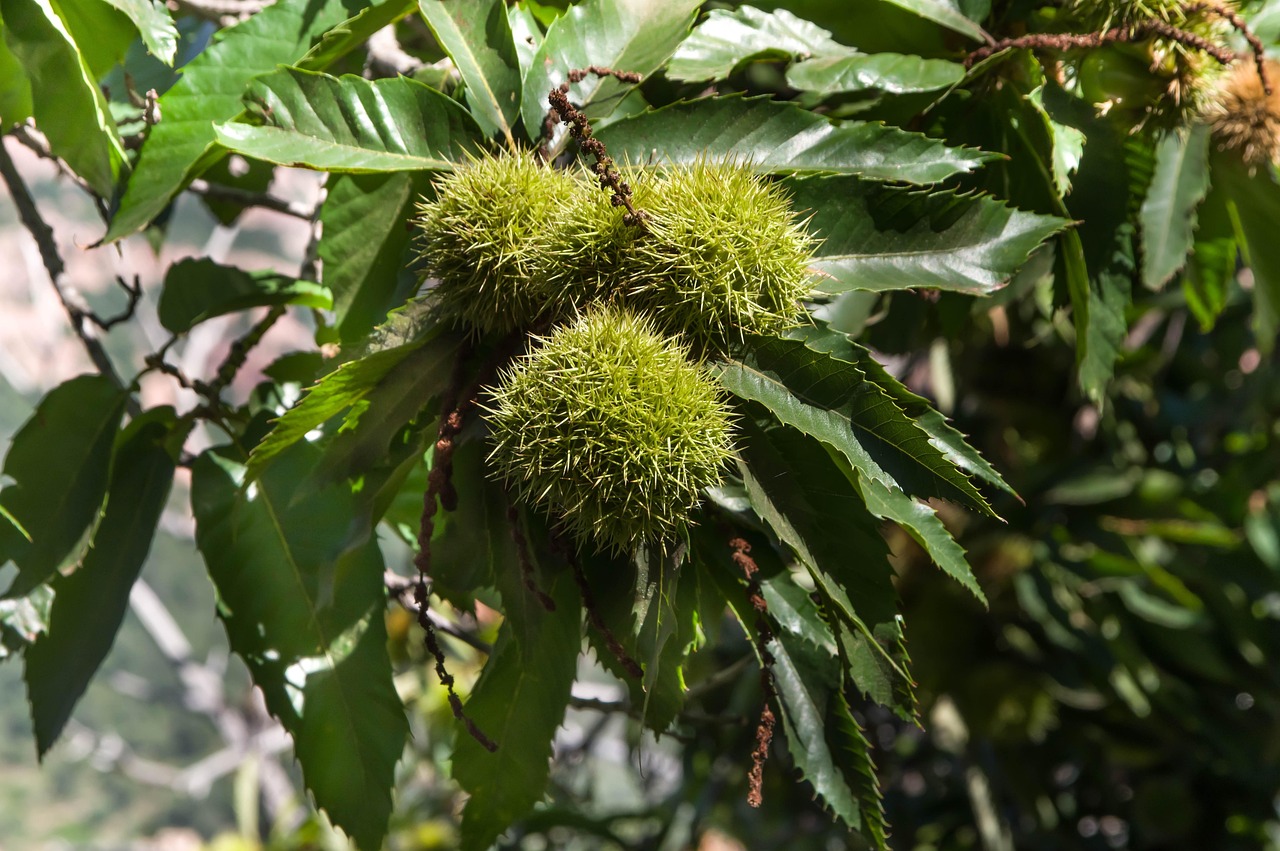 Conférence : ''Renaissance du Châtaignier : Comment la diversité locale aide nos paysages à s’adapter au climat''