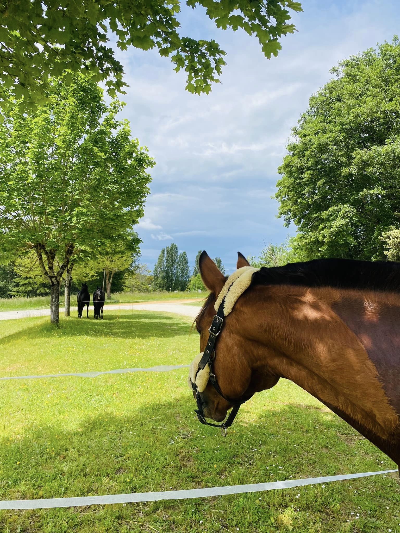 Equi Aventure, Salviac - photo 8