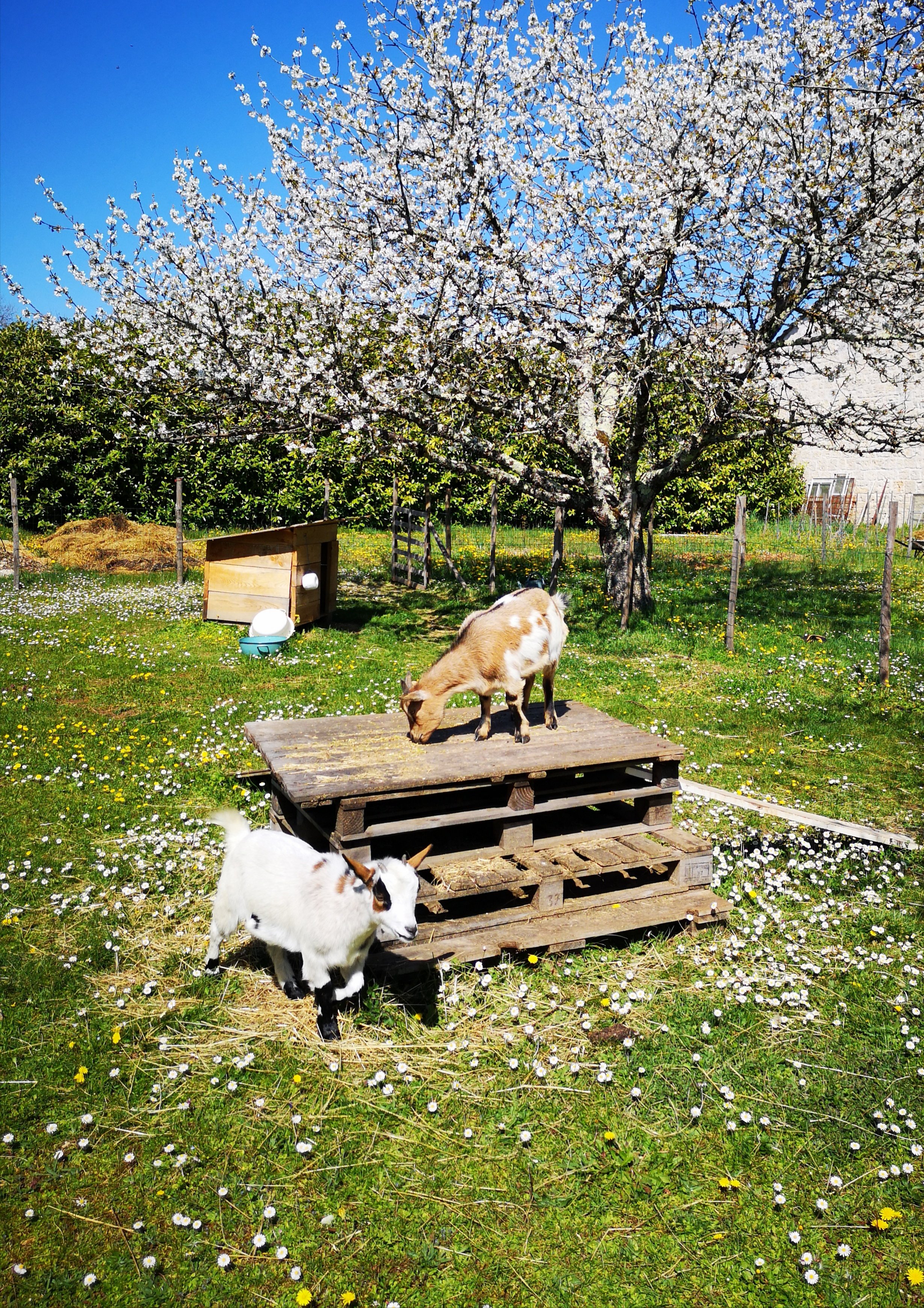 La Belle Vie, Laburgade - photo 8