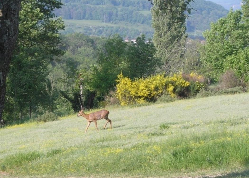 Chpotierfigeac