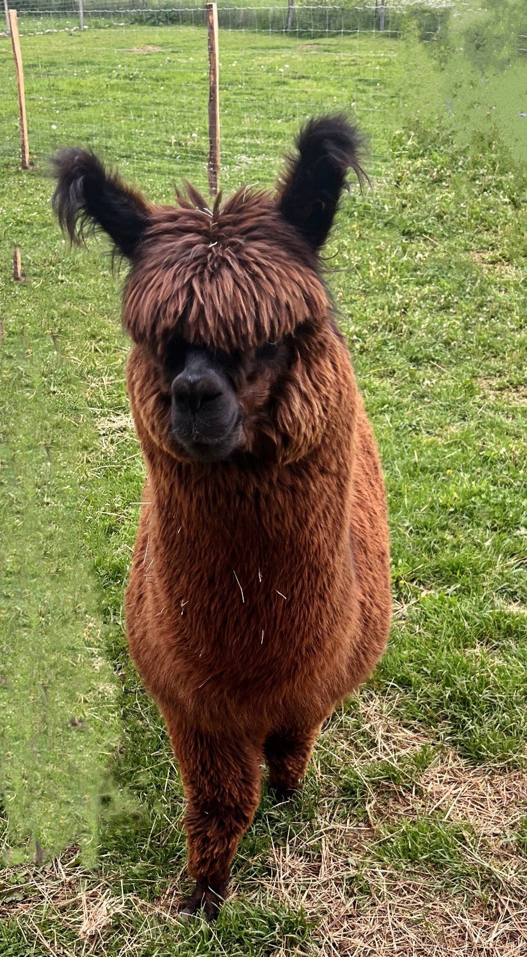 Les Alpacas de Fons, Fons - photo 6