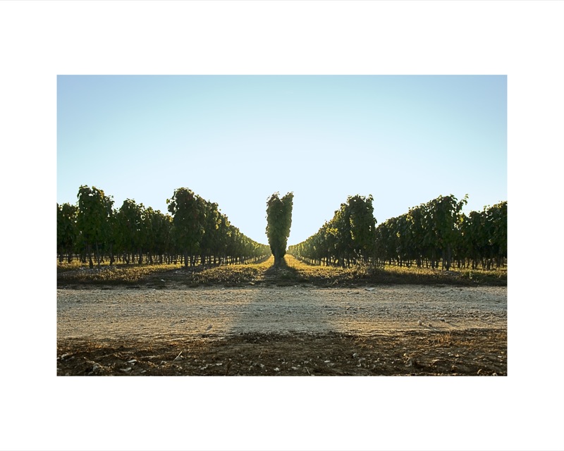 Clos de Pougette
