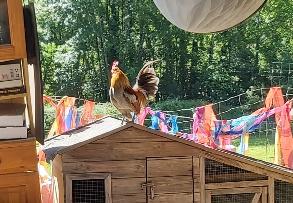 Ferme Pédagogique du Massarrat, Lherm - photo 4