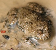 crapaud sonneur