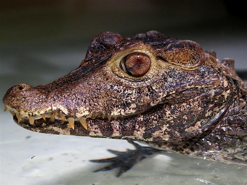 Reptiland