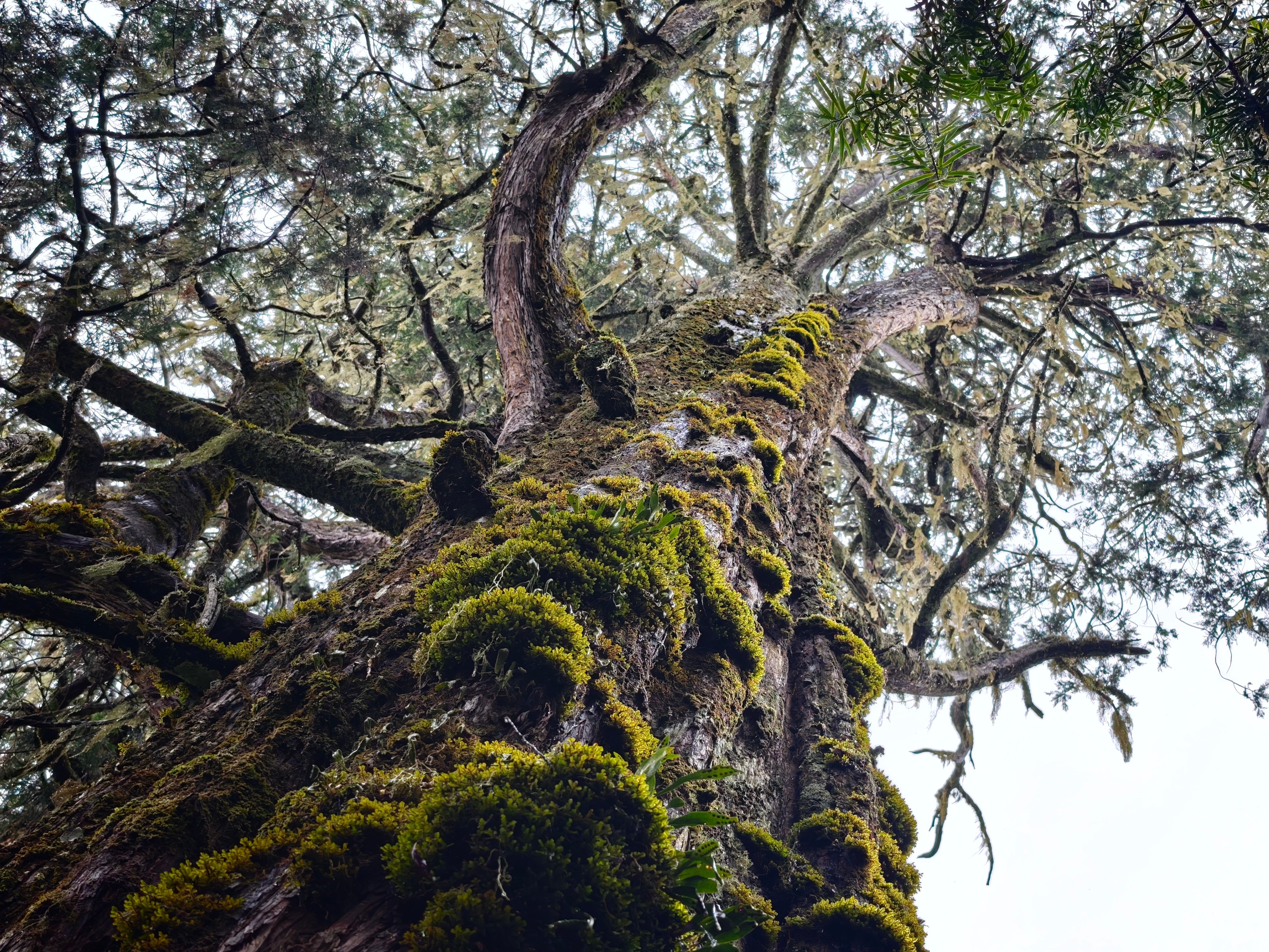 Exposition-Jeu : "Arborescence''