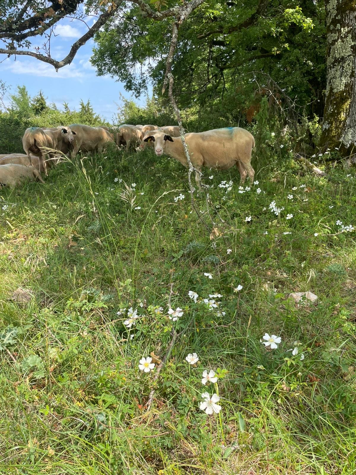 Le Safari de Saint-Cirq-Lapopie, Saint-Cirq-Lapopie - photo 33