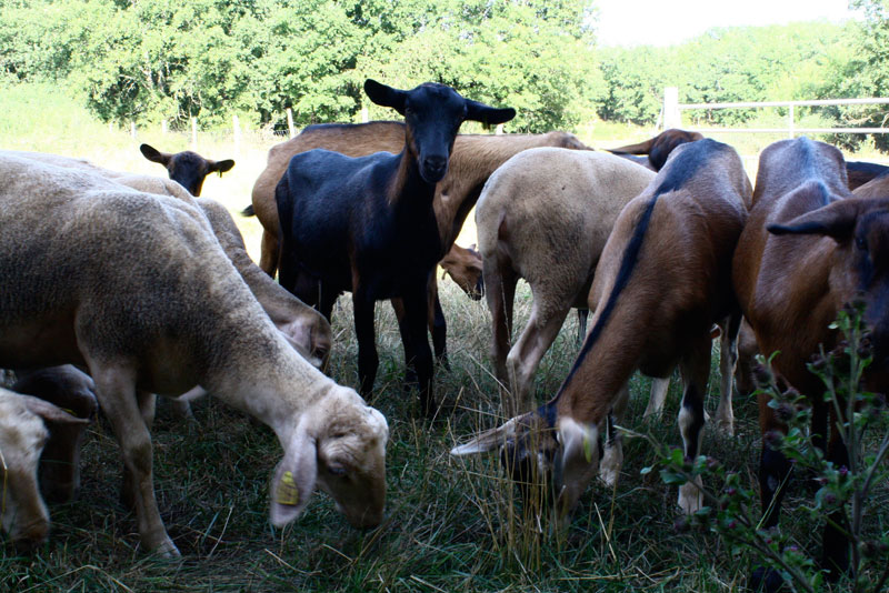 Ferme des Gariottes — photo 2