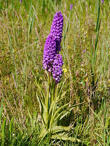 Lavende & Oleander + Place Rouge, Pern - photo 13
