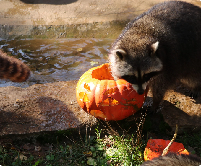 Grande journée d'Halloween au Parc Animalier