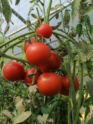 Ferme de Clément Borie