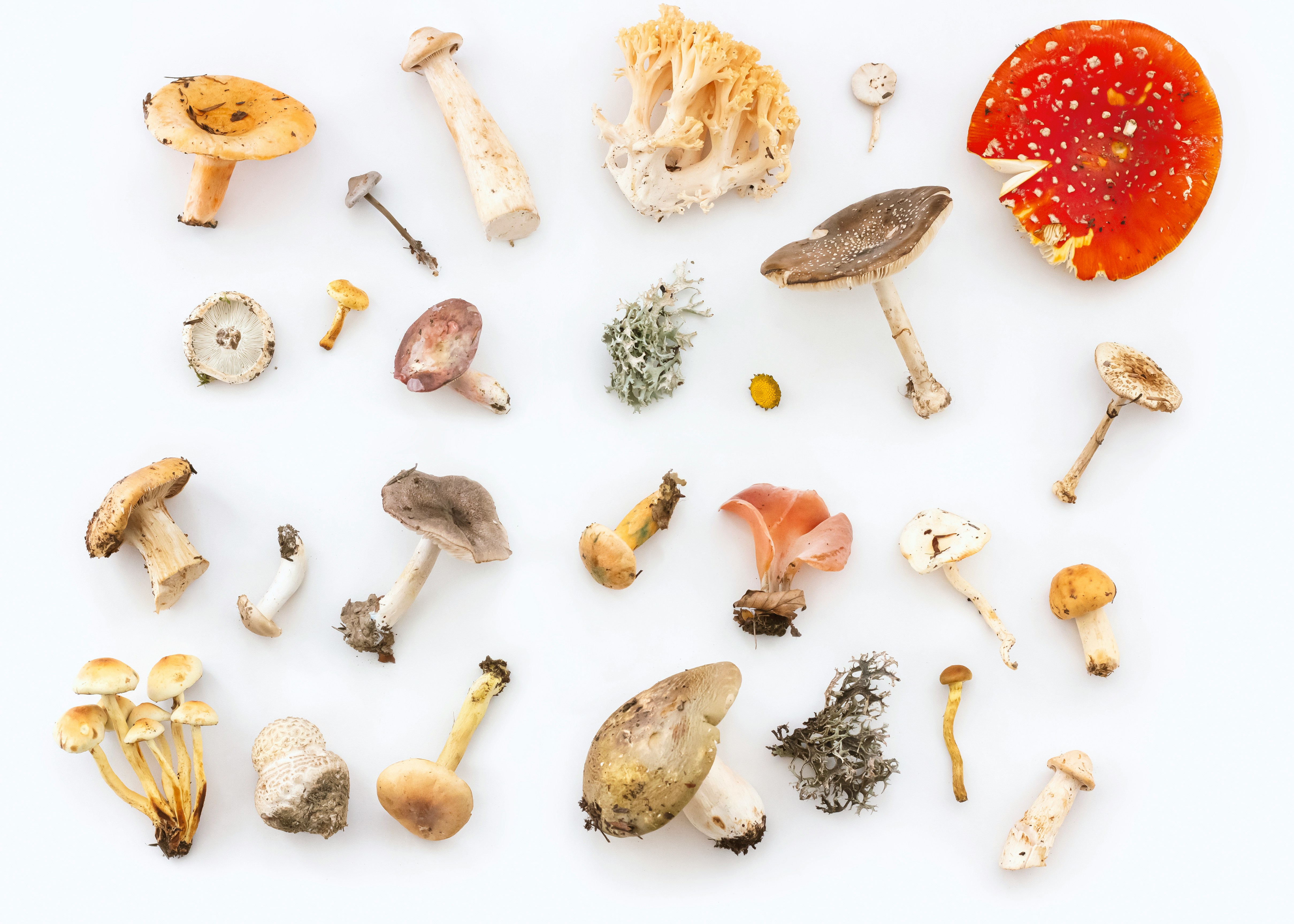Le monde des champignons - promenade / conférence