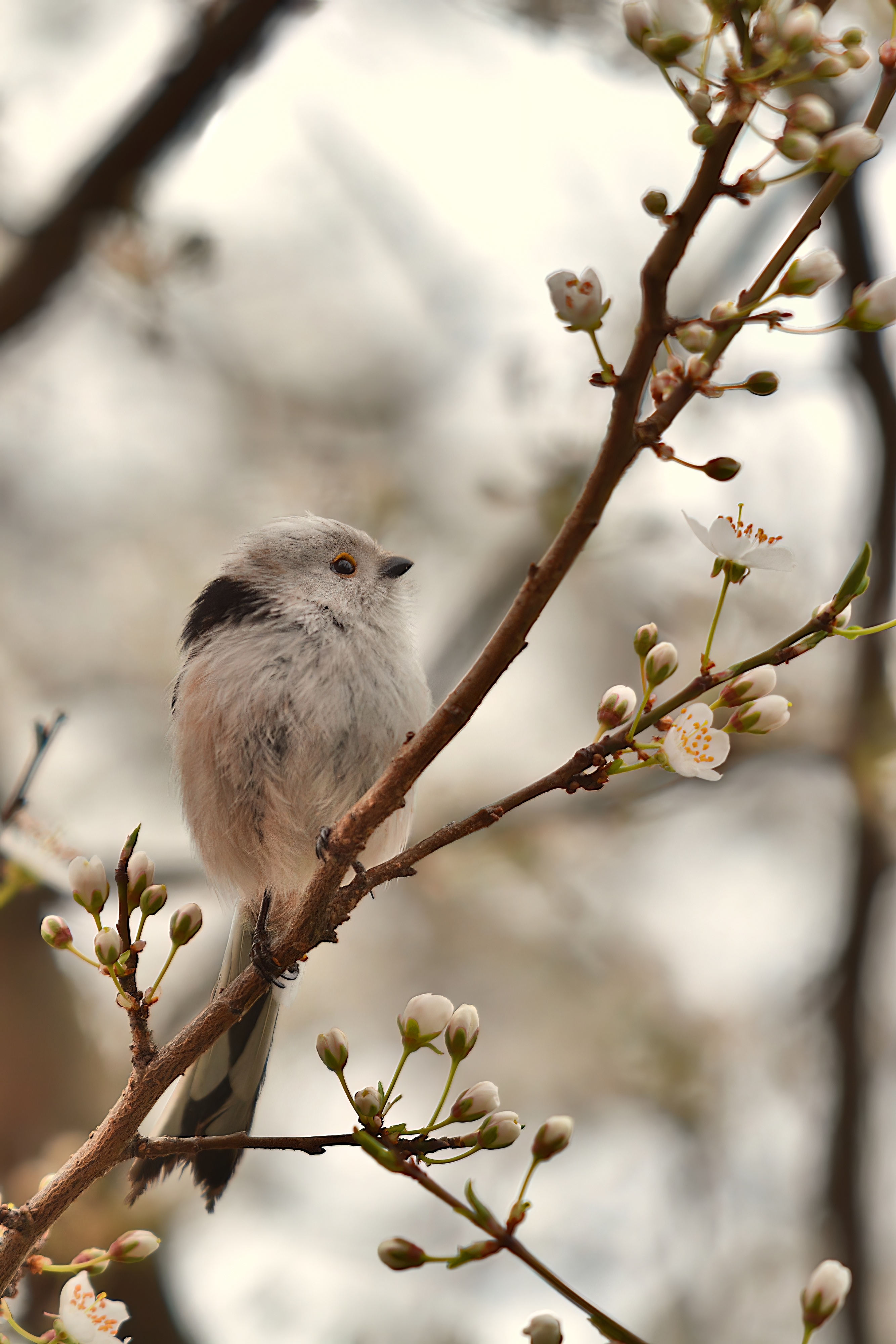 Exposition Oiseaux